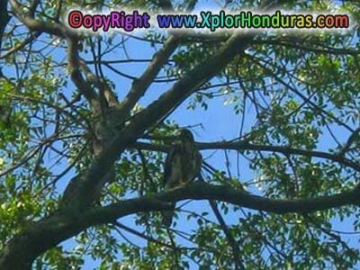 Aguila Arpia Aguila Arpia