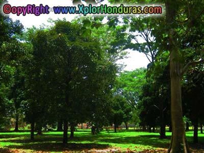 Arboles frutales Arboles frutales