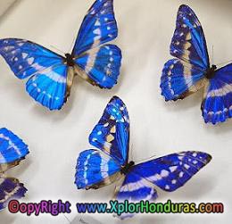 Mariposa Azul mas brillante del mundo Mariposa Azul mas brillante del mundo