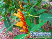 Credia jardin botanico La Ceiba Honduras