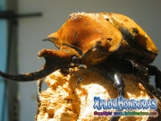 Escarabajo Elefante Megasoma elephas