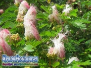 Acacia de Constantinopla Acacia Persa