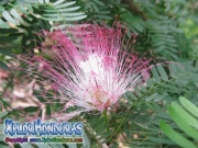 Acacia de Constantinopla Albizia Julibrissin