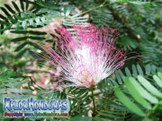 Acacia de Constantinopla arbol de Seda