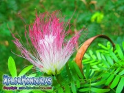 Acacia de Constantinopla flor