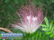 Acacia de Constantinopla Silk Tree