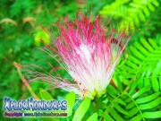 Acacia de Persia Flor