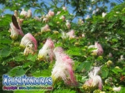 Acacia Persa Albizia Julibrissin