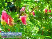 Albizia julibrissin Arbol de Seda