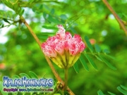 Albizia Julibrissin Persian Silk Tree