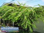 Arbol de la Seda Albizia Julibrissin