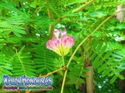 Silk Plant Acacia de Constantinopla