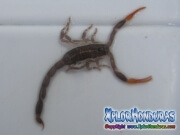 alacran escorpion