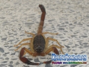 alacran escorpion