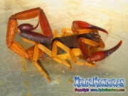 alacran escorpion