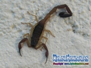 alacran escorpion