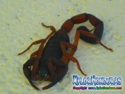 alacran escorpion