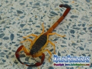 alacran escorpion