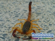 alacran escorpion