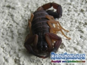 escorpion alacran scorpion