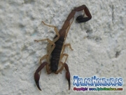 alacran escorpion