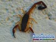 alacran escorpion
