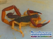 alacran escorpion