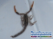 alacran escorpion