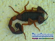 alacran escorpion