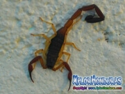 alacran escorpion