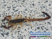 alacran escorpion