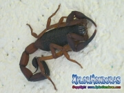 alacran escorpion