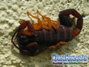 scorpion grande alacranes escorpiones