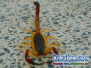 alacran escorpion