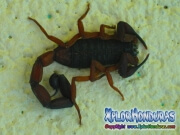 alacran escorpion