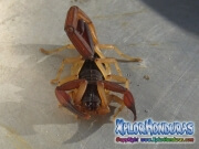 alacran escorpion