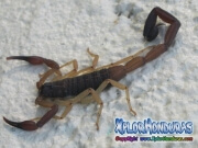 alacran escorpion