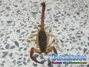 alacran escorpion