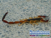 alacran escorpion