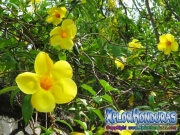 Allamanda cathartica Flower Golden Trumpet