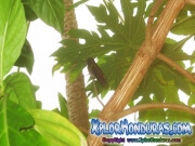 amazilia-hondurena-colibri-esmeralda-amazilia-luciae
