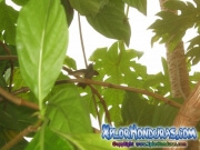 Amazilia Luciae Colibri Esmeralda Hondureno