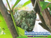 Amazilia Luciae Nido
