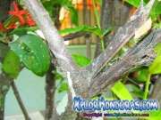 Colibri Esmeralda Amazilia Luciae en Peligro de Extincion