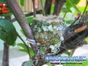 Colibri Esmeralda Catracho Amazilia Luciae nido