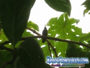 Colibri Esmeralda Catracho Amazilia Luciae