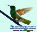 Colibri Esmeralda Honduras
