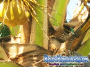 Colibri Esmeralda hondureno Amazilia Luciae