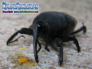 Escarabajo Rhynchophorus palmarum