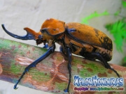 Escarabajo Megasoma Elephas
